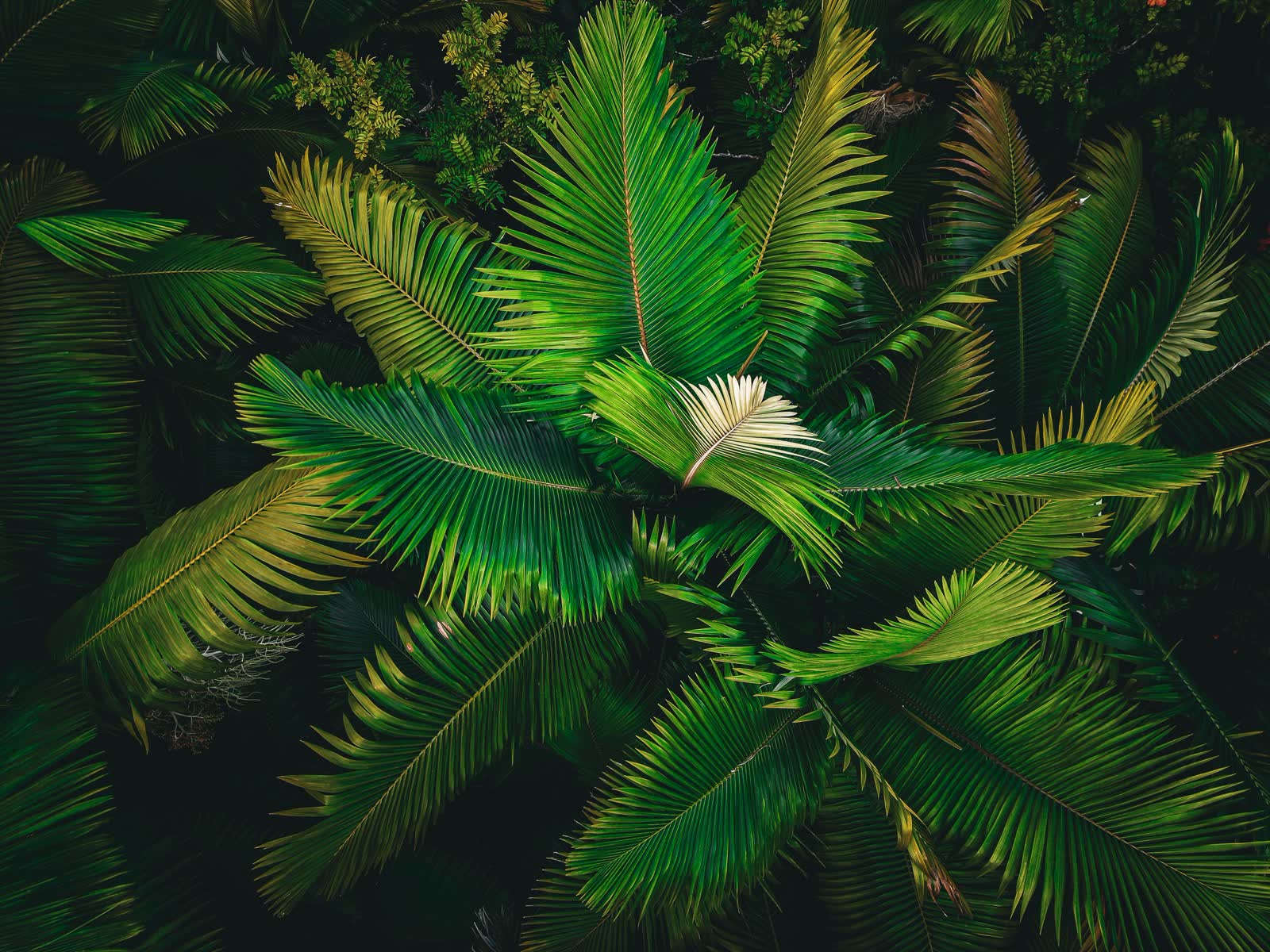 Hawaii, Foto 5